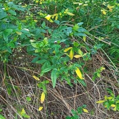 Jasminum mesnyi Habitus