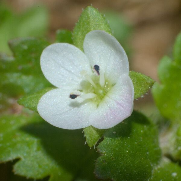 Veronica agrestis Lorea