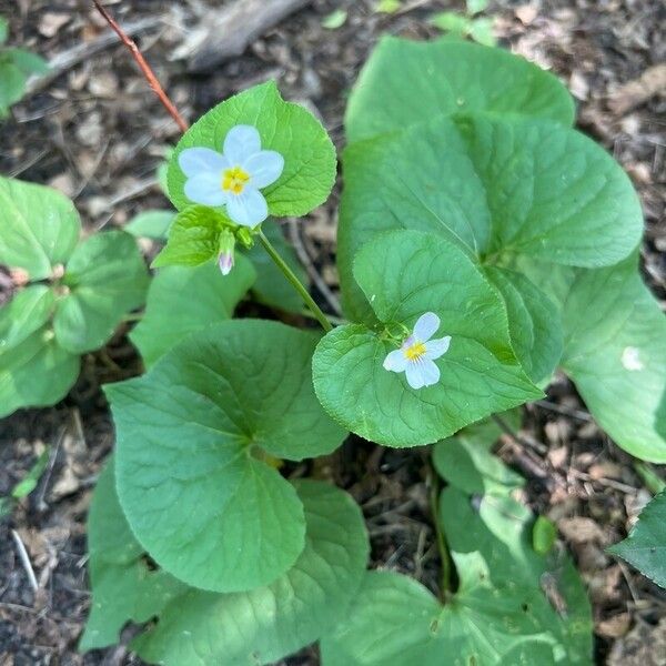 Viola canadensis പുഷ്പം