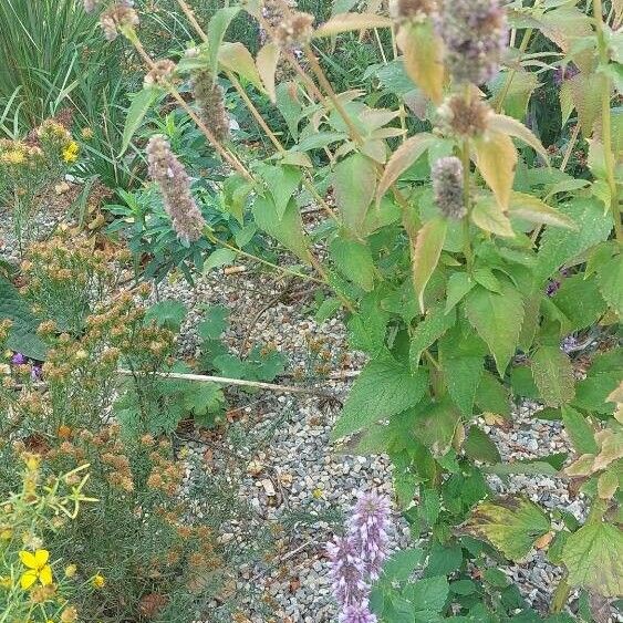 Agastache foeniculum Kwiat