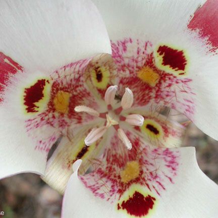 Calochortus venustus Blomst