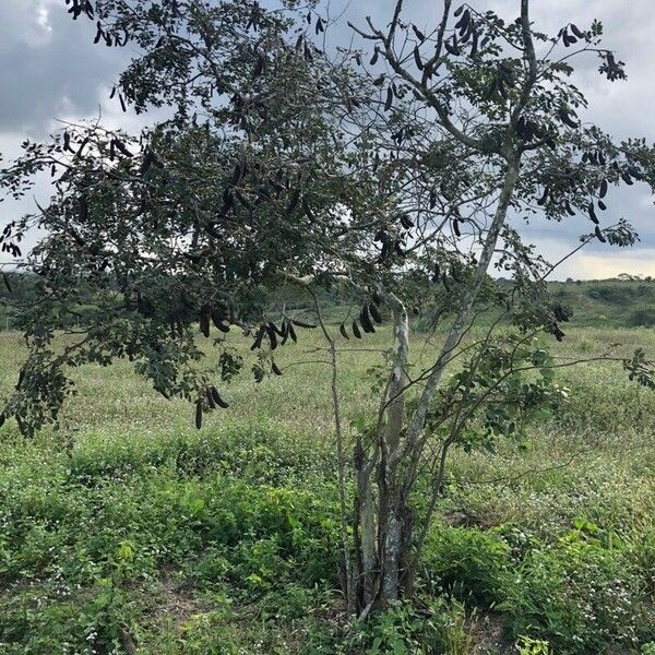 Machaerium biovulatum Plante entière