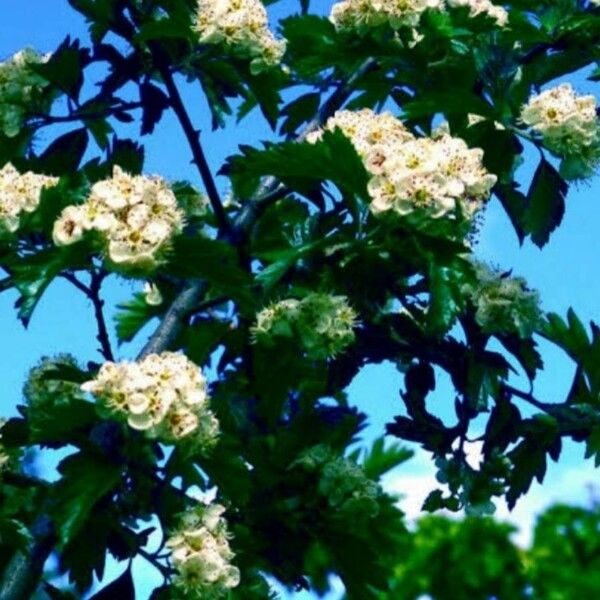 Crataegus holmesiana ফুল