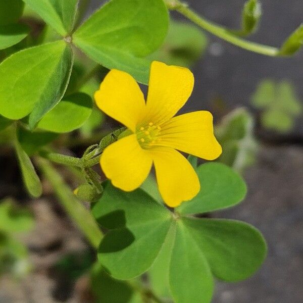 Oxalis stricta ফুল