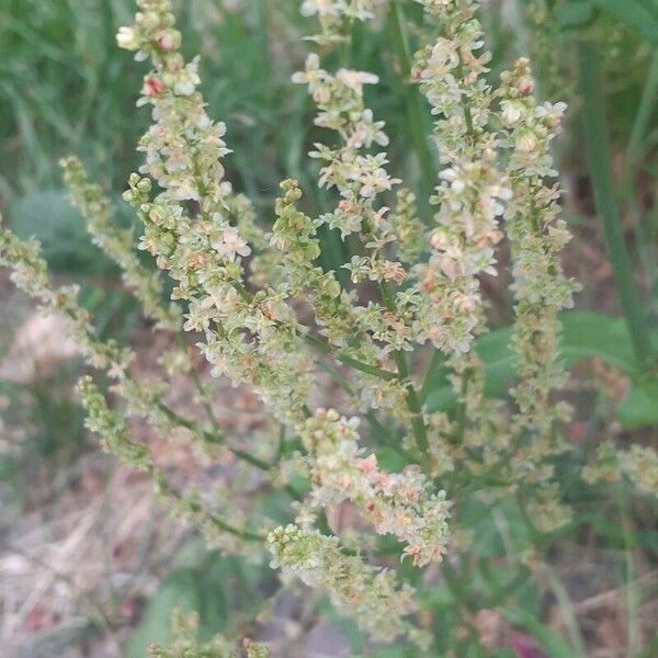 Rumex thyrsoides Цветок