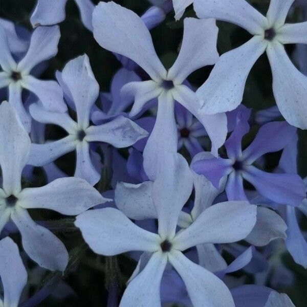 Phlox divaricata 花