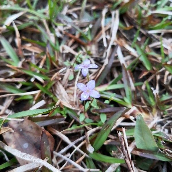 Houstonia pusilla Flower