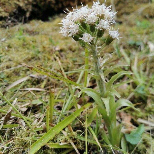 Petasites paradoxus Λουλούδι