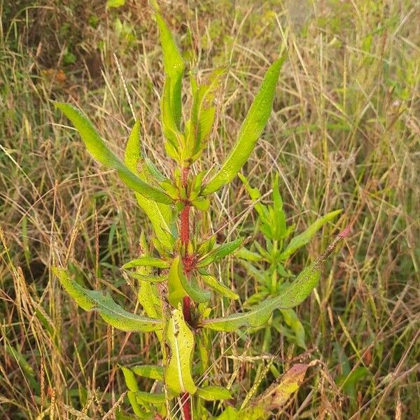 Hygrophila auriculata ᱥᱟᱠᱟᱢ