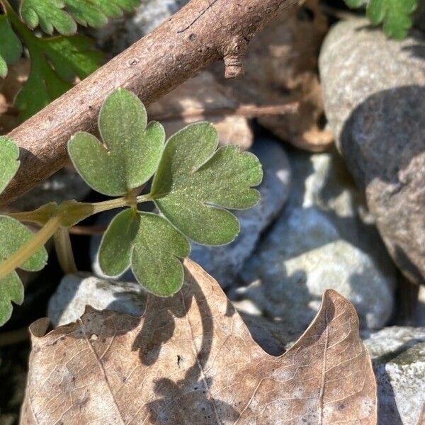 Adoxa moschatellina Leaf