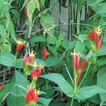 Spigelia marilandica Цветок