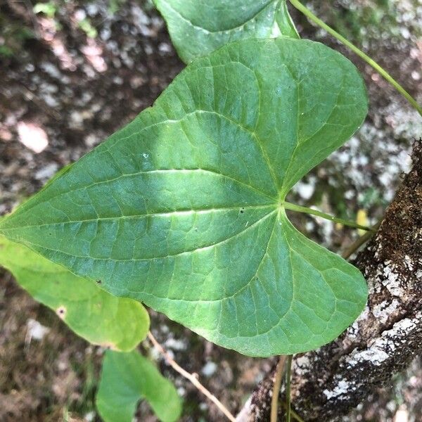 Dioscorea communis Foglia