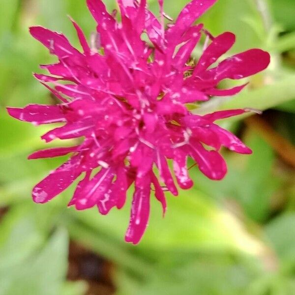 Knautia macedonica Lorea