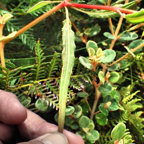 Rumex brownii ᱥᱟᱠᱟᱢ