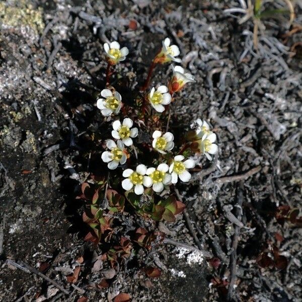 Diapensia lapponica फूल