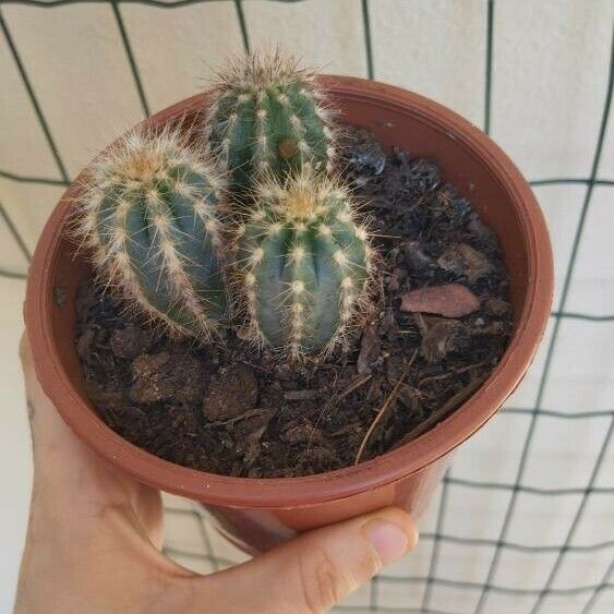 Echinocereus coccineus ഇല