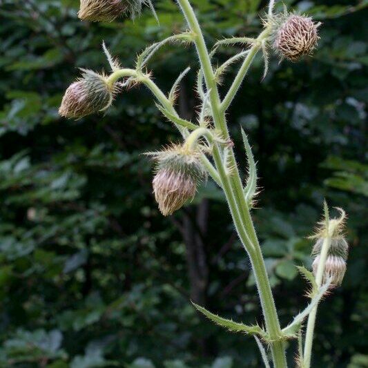 Cirsium carniolicum Sonstige