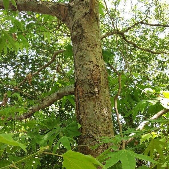 Platanus orientalis Характер