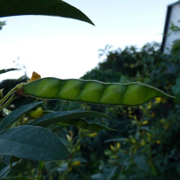 Cajanus cajan Fruit