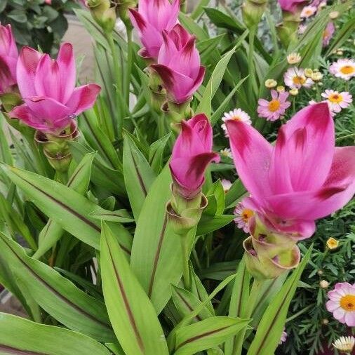 Curcuma alismatifolia Habit