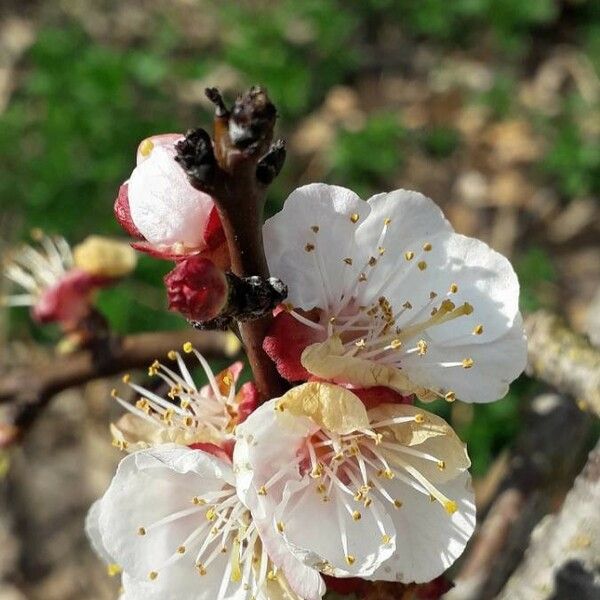 Prunus armeniaca 花