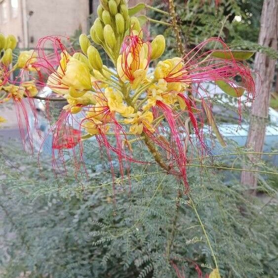 Caesalpinia gilliesii Lorea