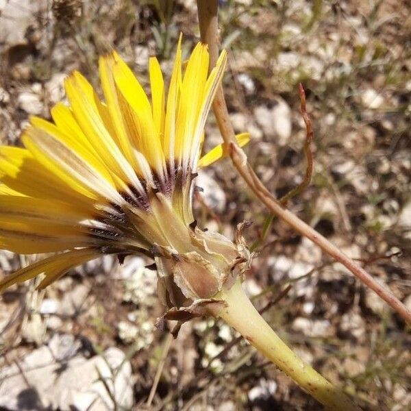 Reichardia tingitana Blüte