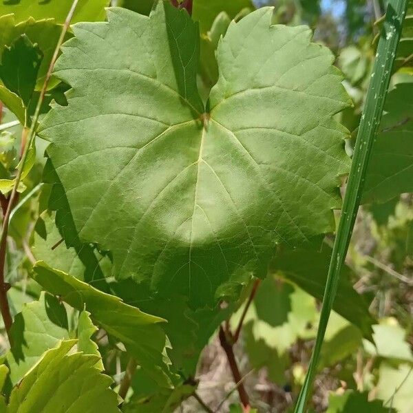 Vitis riparia ᱥᱟᱠᱟᱢ