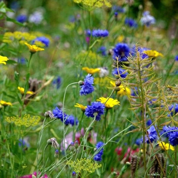 Centaurea cyanus Sonstige