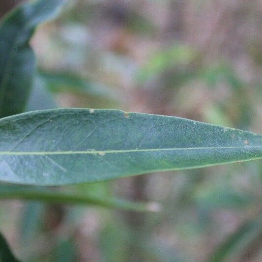 Olea lancea Folha