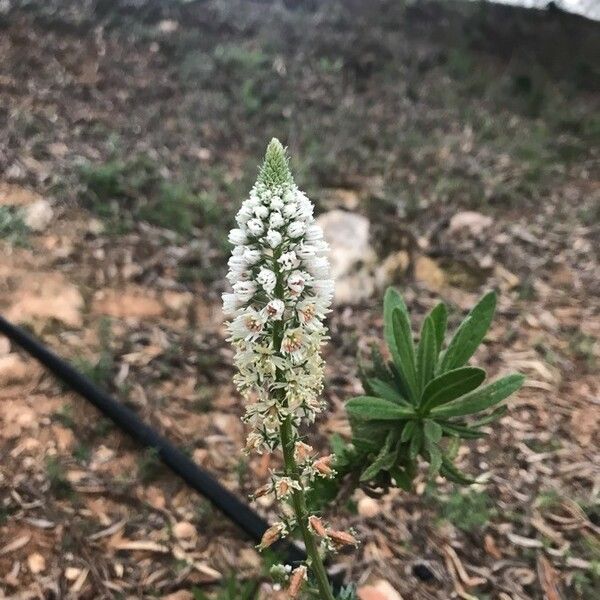 Reseda alba Flower