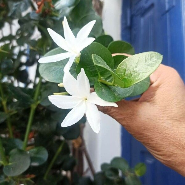 Carissa macrocarpa Flor