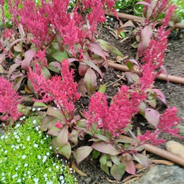 Amaranthus cruentus Leaf