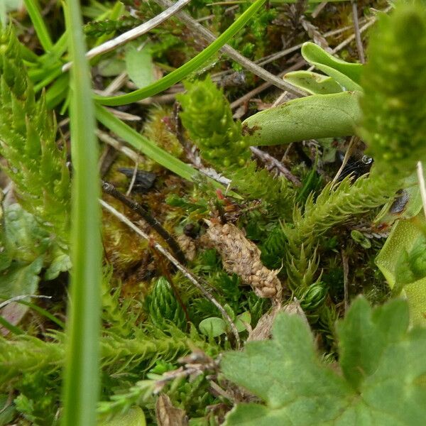 Selaginella selaginoides 樹皮