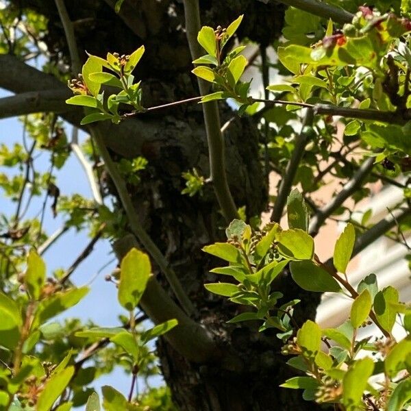 Spiraea trilobata خشب