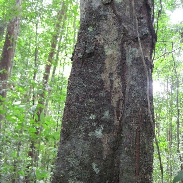 Licaria chrysophylla Кора