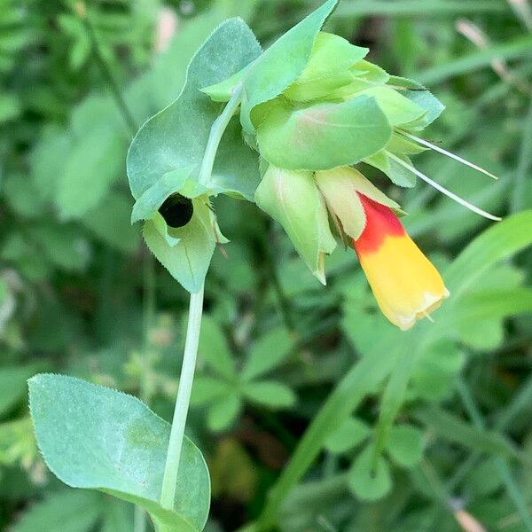 Cerinthe major Kwiat