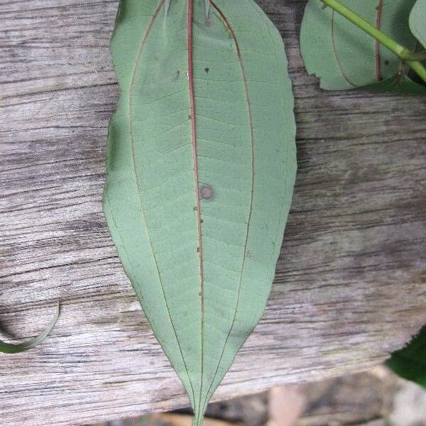 Miconia fragilis