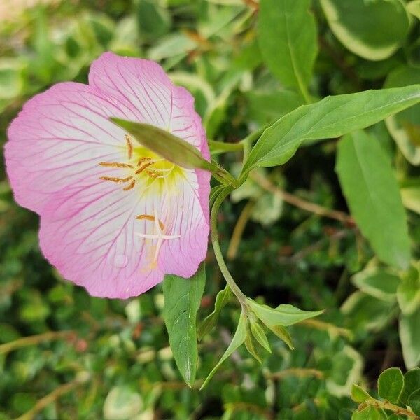 Oenothera speciosa Hábito