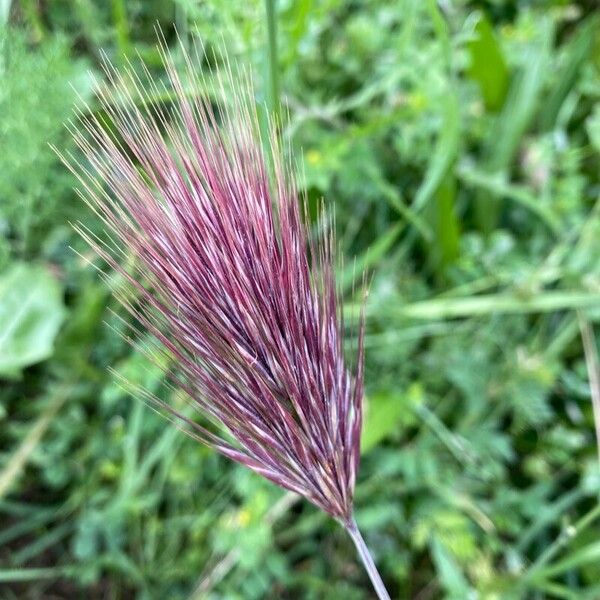 Bromus rubens Ffrwyth