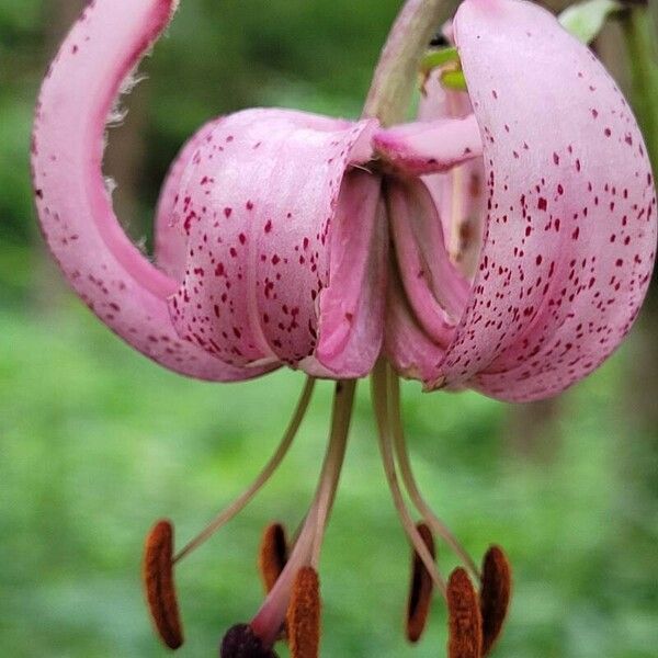 Lilium martagon 花