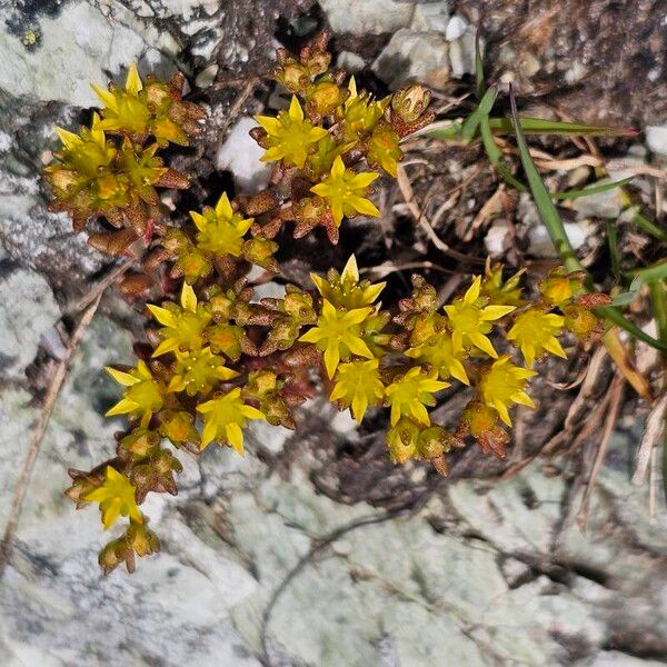 Sedum annuum Virág