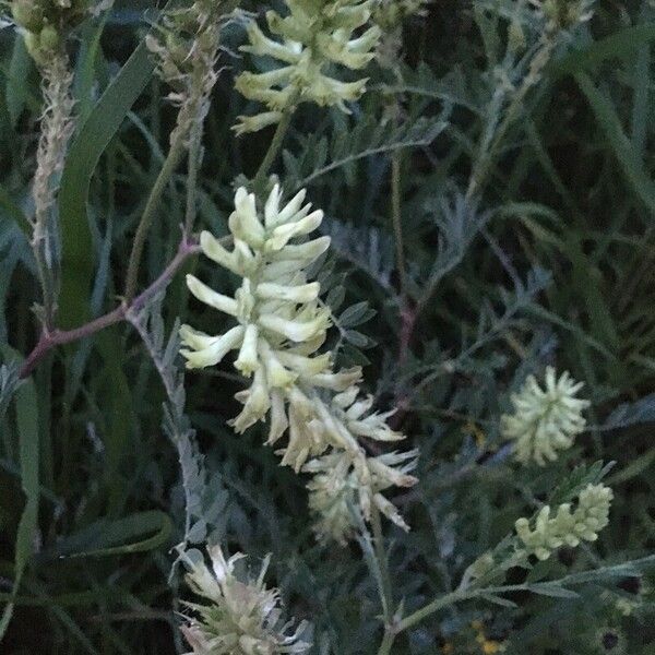 Astragalus canadensis Blomma