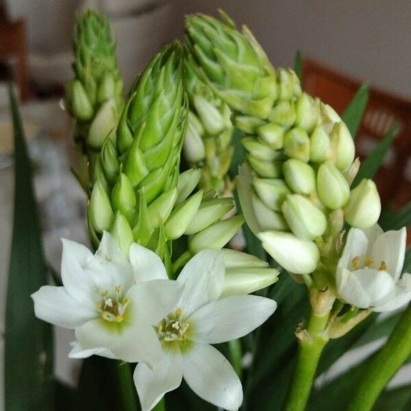 Ornithogalum thyrsoides Flor