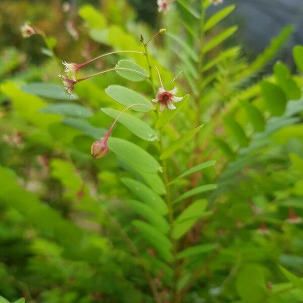 Phyllanthus pulcher Floare