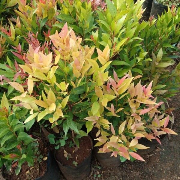 Photinia glabra 葉