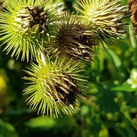 Arctium lappa Fruit