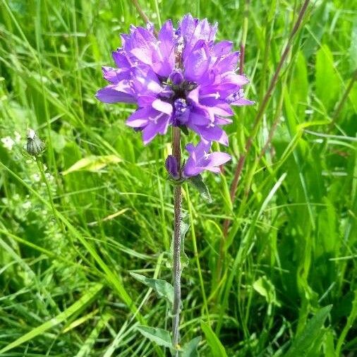 Campanula cervicaria Fleur