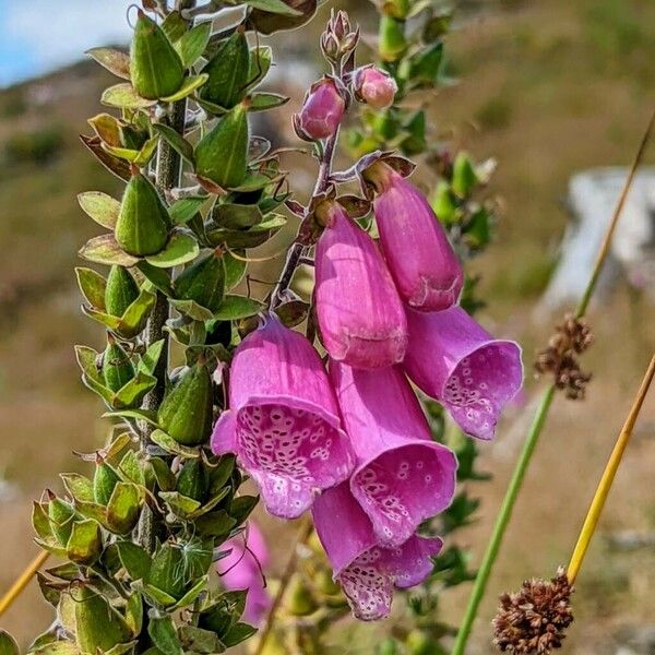 Digitalis purpurea Flor