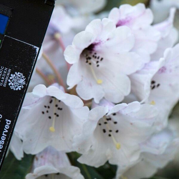 Rhododendron coriaceum Květ